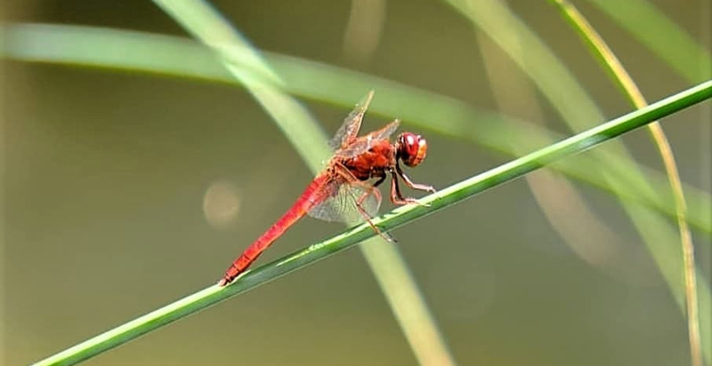 parco-delle-madonie-escursione
