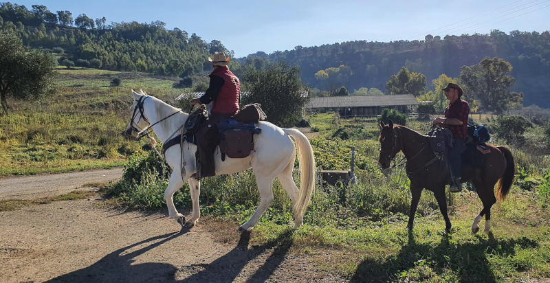  Cavallo in movimento lungo il sentiero naturale di Enna durante un'escursione