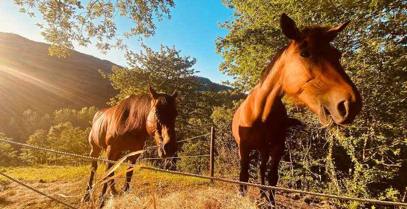Esperienza a cavallo tra boschi e sentieri delle campagne pistoiesi