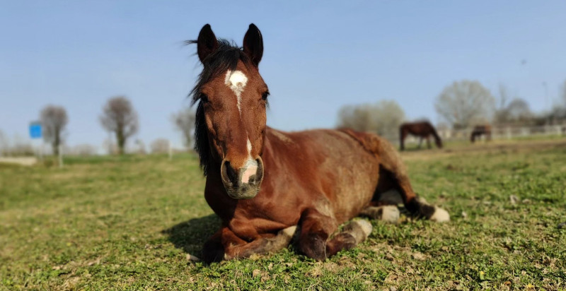 Passeggiata a cavallo a Montegaldella tra i Colli Euganei e i Monti Berici