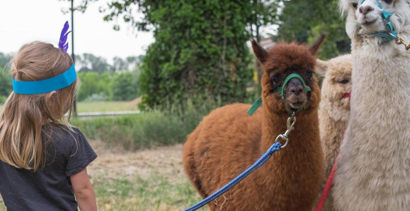 Ritratti di alpaca durante l'escursione