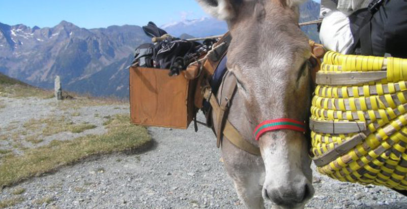 Asinello che cammina sul sentiero panoramico in Valsesia
