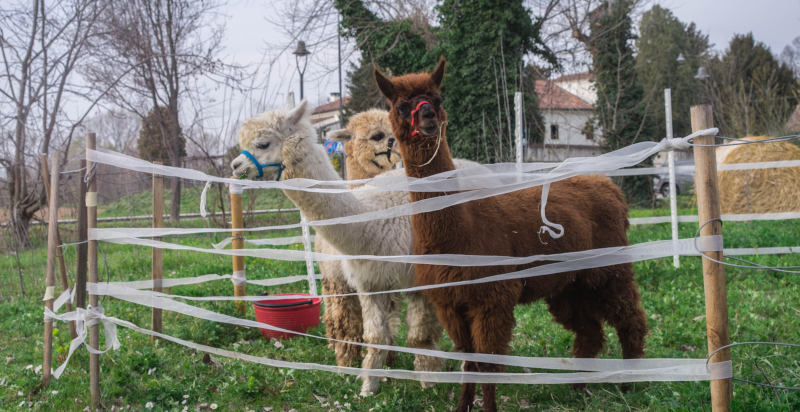 Passeggiata con gli alpaca a Montegaldella in provincia di Vicenza