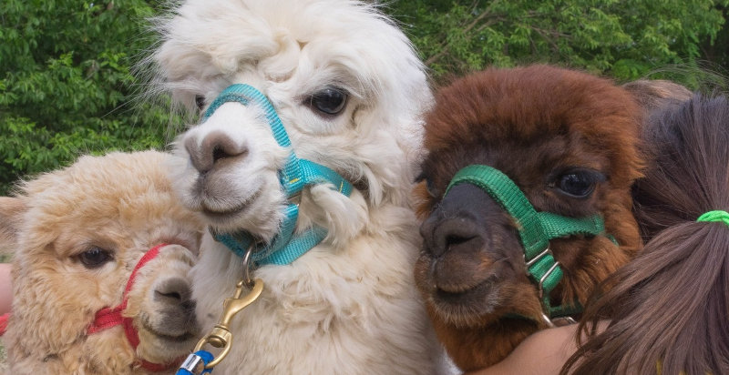Passeggiata con gli alpaca in Veneto a Montegaldella
