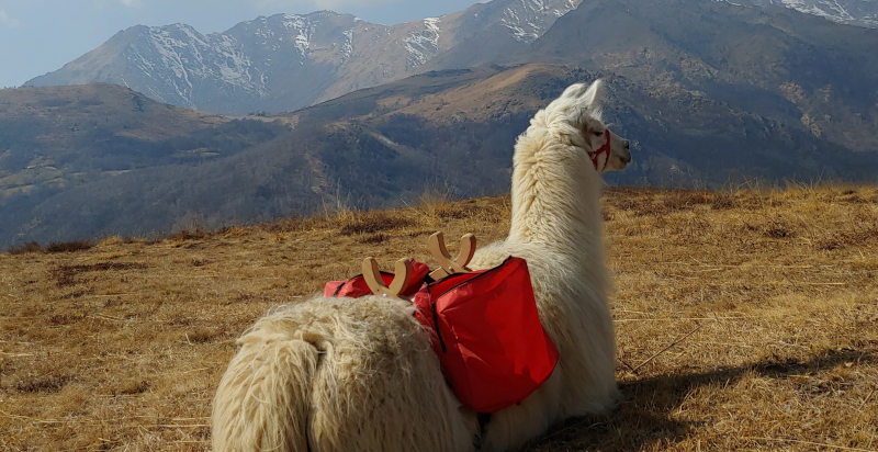 Tour nella natura con lama e alpaca tra i boschi della Valchiusella