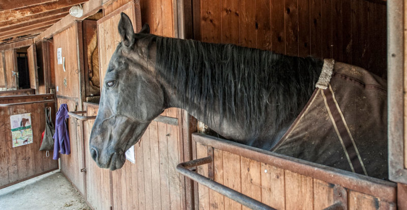 passeggiate-a-cavallo-bergamo