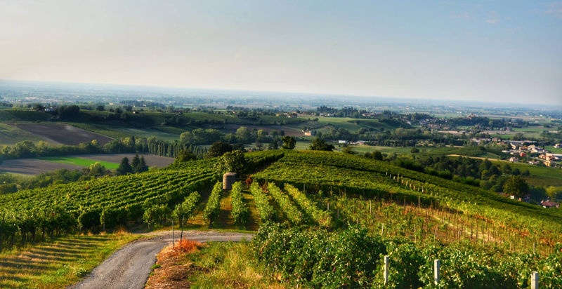 Panorama dei vigneti dell’Oltrepò Pavese durante un tour enogastronomico