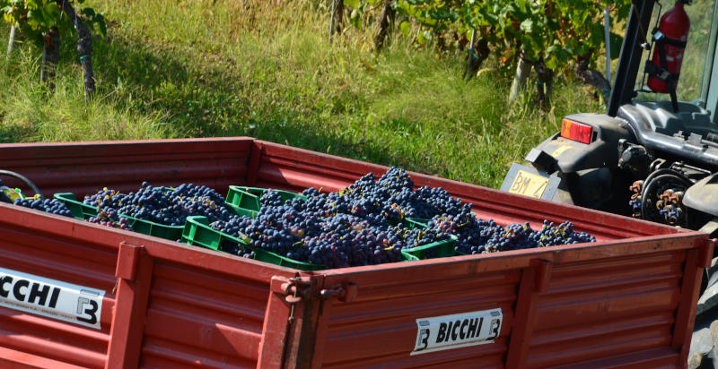 Degustazione di vini e prodotti tipici in un'azienda vinicola dell'Oltrepò Pavese