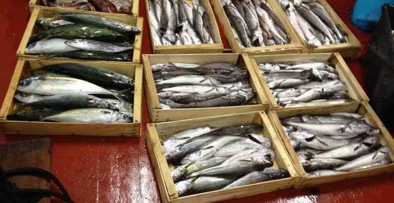 Pesca fresca a bordo Imperia