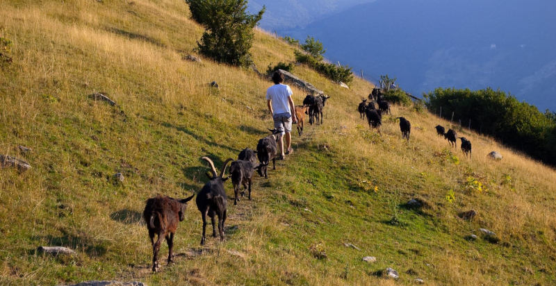 Regala un giorno da pastore Como