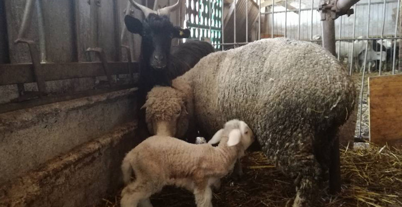 Attività in fattoria per famiglie e bambini