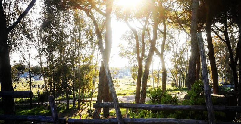 Tesori naturalistici di Ostia Antica visti durante una passeggiata a cavallo