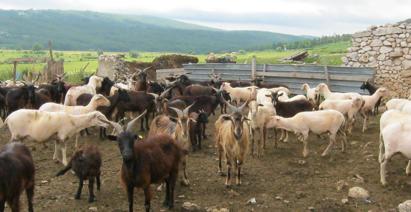 Vita rurale nel Parco Nazionale del Gargano