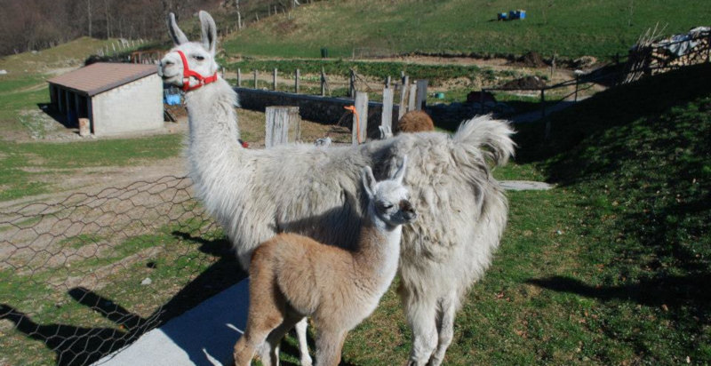 Escursione natura lama Lago di Como