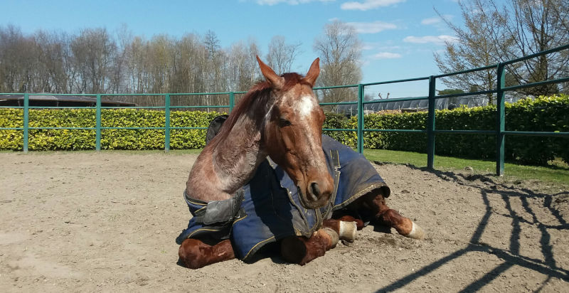 regalo-passeggiata-a-cavallo-lombardia