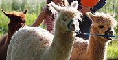 Relax e divertimento durante la passeggiata con alpaca