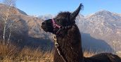 Attività per famiglie: passeggiata con lama e alpaca in Valchiusella