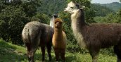 Allevamento alpaca nell’agriturismo toscano