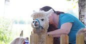 Persone che interagiscono con gli alpaca in Veneto