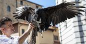 Avvoltoio durante un'esperienza di falconeria in Toscana a Ponte Buggianese