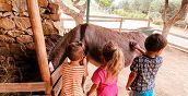 Bambini strigliano un asino nel parco Asinolla