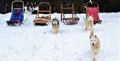 Esperienza di sleddog in provincia di Belluno con cani da slitta