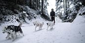 sperienza di sleddog ad Auronzo di Cadore con Siberian Husky sulla neve