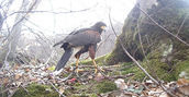Falco durante la giornata da falconiere in Umbria