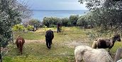 cavalli inmezzo alle ulive con vista mare a Pietra Ligure
