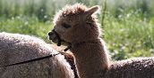 Alpaca che esplora la natura a Montegaldella