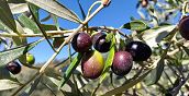 Olio biologico fattoria della Maremma