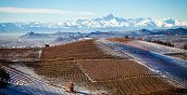 Veduta dei vigneti di Barbaresco