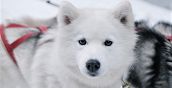 Cani da slitta Siberian Husky pronti per un'escursione sulla neve a Belluno