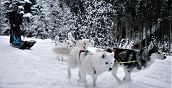 Guida una slitta trainata da Siberian Husky tra le montagne innevate del Cadore