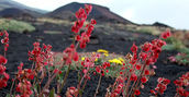 Panorami e flora incredibile sull'Etna