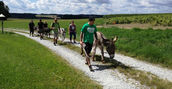 Gruppo di asini guida per il trekking in Austria