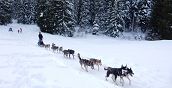 Esperienza con cani da slitta in Trentino