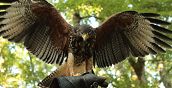 Falconiere interagisce con un rapace durante l'esperienza di falconeria a Vetralla
