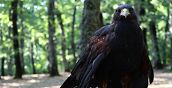 Esperienza di falconeria a Vetralla nel Bosco di S. Angelo