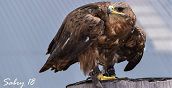 Spettacolo di falconeria in una location storica a Udine