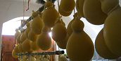 Caciocavallo preparato nella fattoria del Gargano in Puglia