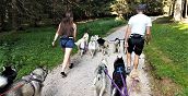 Dog Trekking in Alto Adige – Un'esperienza unica con i cani da slitta