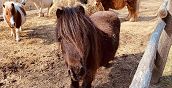 Pony nella fattoria a S. Marcello Piteglio