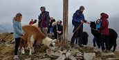 Lama e alpaca lungo i sentieri panoramici della Valchiusella