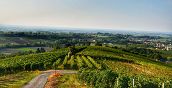 Panorama dei vigneti dell’Oltrepò Pavese durante un tour enogastronomico
