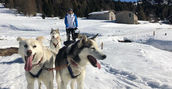 Mini corso sleddog a Passo Tonale: imparare a condurre una slitta con i cani