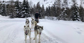 Cani da slitta Alaskan Husky durante un'avventura di sleddog a Passo Tonale