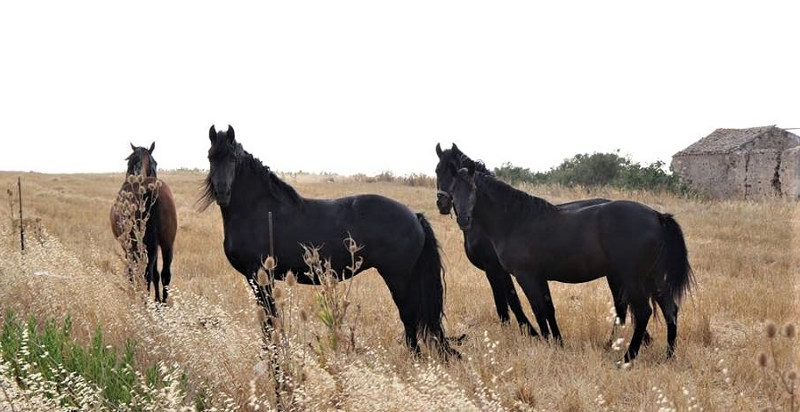 Esperienza in fuoristrada in Sicilia nella campagna di Segesta