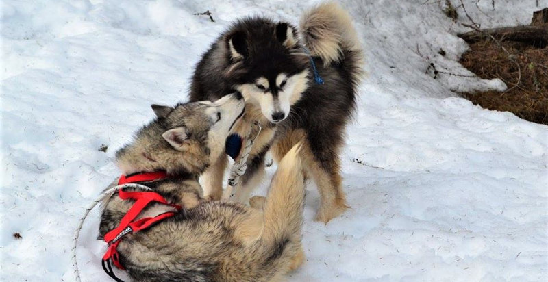 Due Siberian Husky tra la neve a Belluno, pronti per un'avventura di sleddog