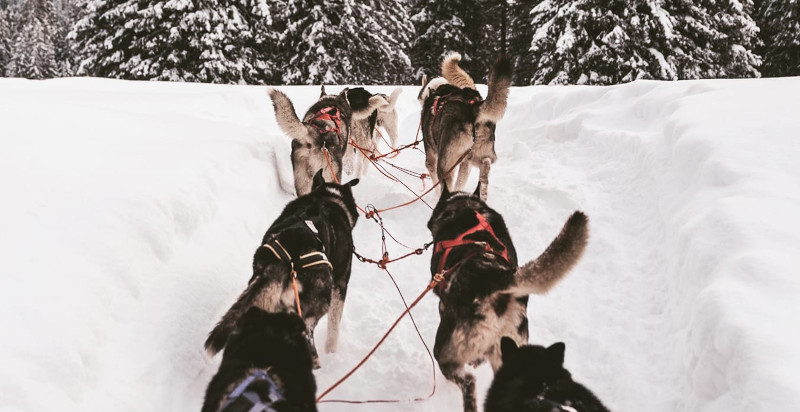 Esperienza di sleddog per grandi e piccini nelle Dolomiti
